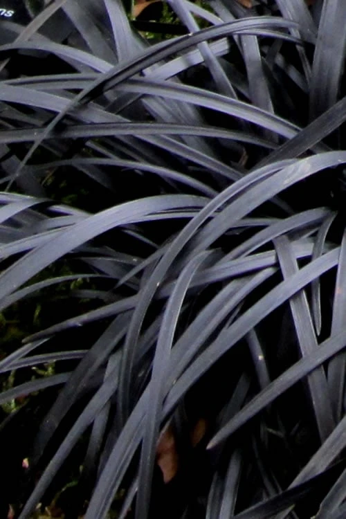 Black Mondo Grass - Ophiopogon Planiscapus 'Nigrescens' - 1 Gallon Pot - Image 7