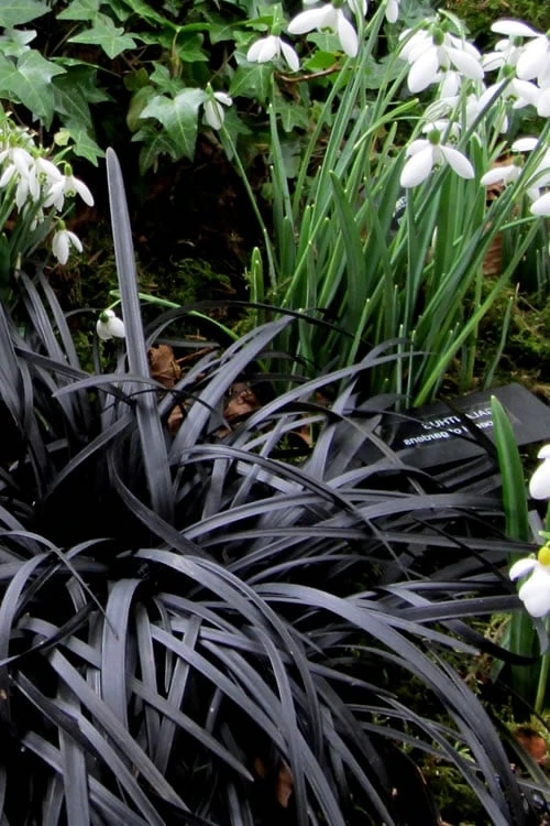 Black Mondo Grass (Ophiopogon Planiscapus 'Nigrescens') - 5 Pack Of Quart Pots - Image 6