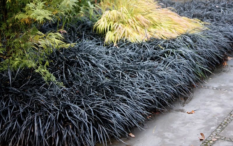 Black Mondo Grass (Ophiopogon Planiscapus 'Nigrescens') - 5 Pack Of Quart Pots - Image 5