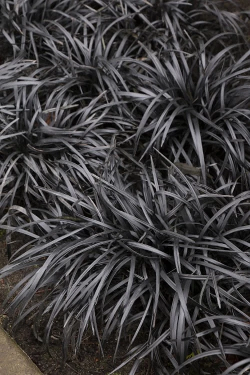 Black Mondo Grass - Ophiopogon Planiscapus 'Nigrescens' - 1 Gallon Pot