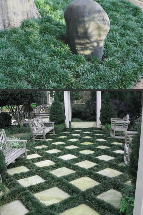 Dwarf Mondo Grass - 36 Pack Of 3.5" Pint Pots - Image 4