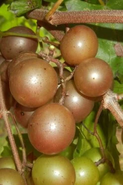 Carlos Bronze Muscadine Grape Vine - 6 Pack Of 1 Gallon Pots