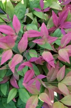 Blush Pink Nandina - 2 Gallon Pot