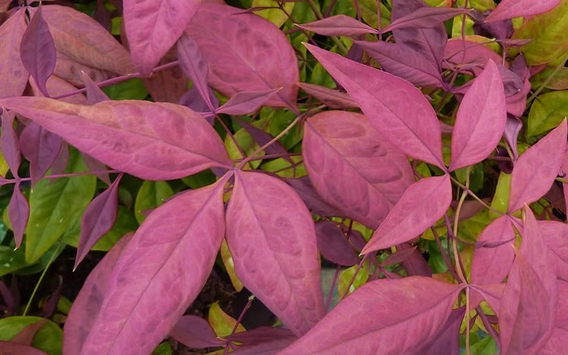Blush Pink Nandina - 2 Gallon Pot - Image 4