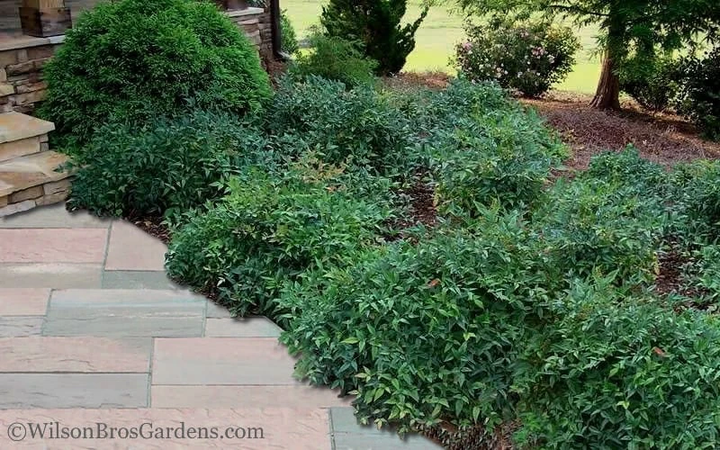 Harbor Belle Dwarf Nandina - 3 Gallon Pot - Image 4