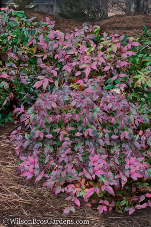 Harbor Belle Dwarf Nandina - 6 Pack Of 1 Gallon Pots