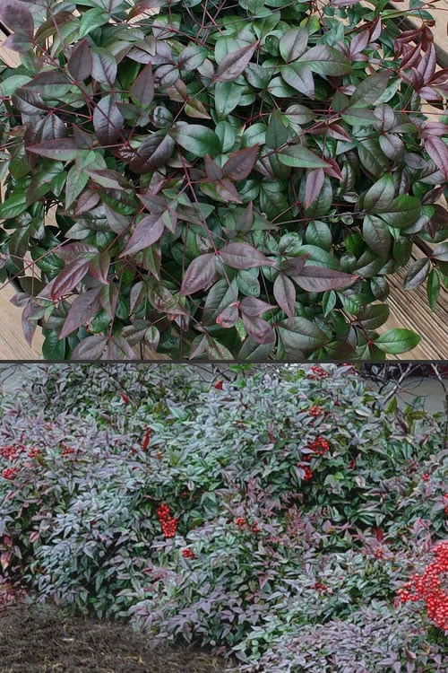 Harbor Belle Dwarf Nandina - 3 Gallon Pot - Image 5