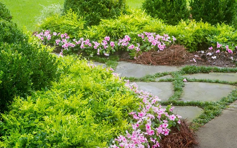 Lemon Lime Nandina - 2 Gallon Pot - Image 4