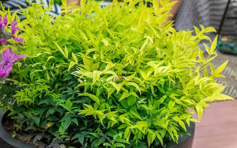 Lemon Lime Nandina - 1 Gallon Pot - Image 5