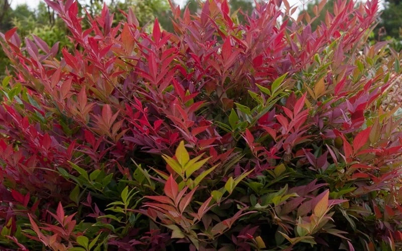 Obsession Nandina - 1 Gallon Pot - Image 5