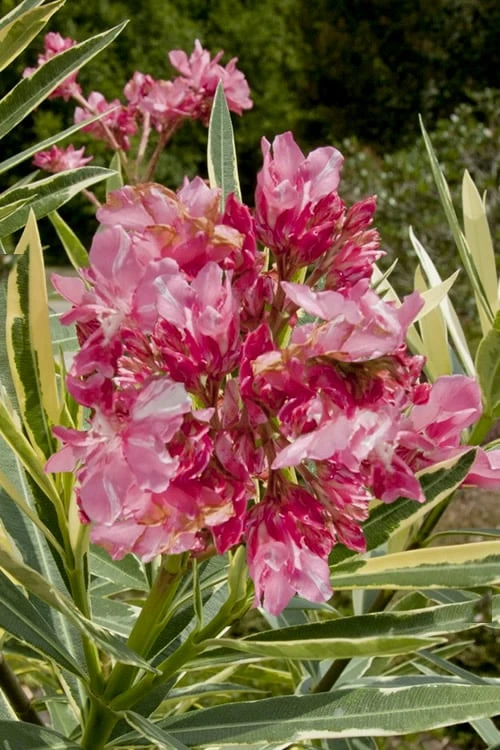 Twist Of Pink Oleander - 2 Gallon Pot