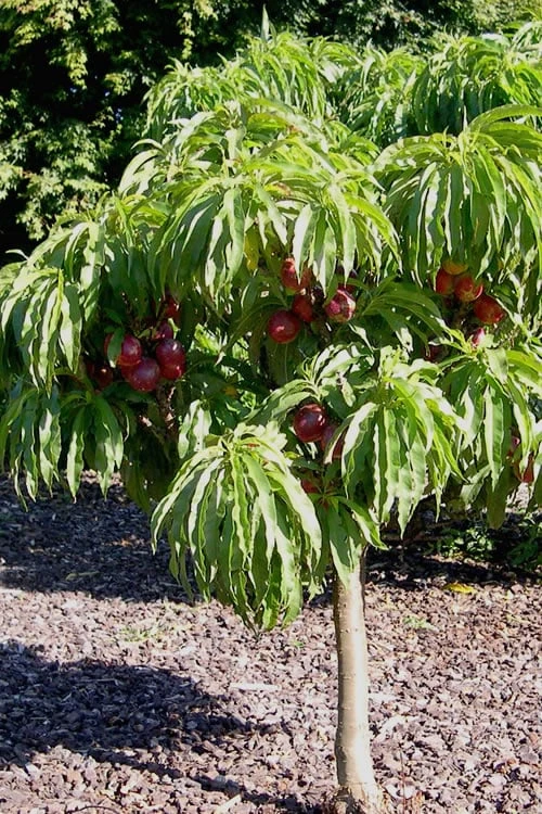 Bonanza Dwarf Patio Peach Tree - 5 Gallon - Image 8