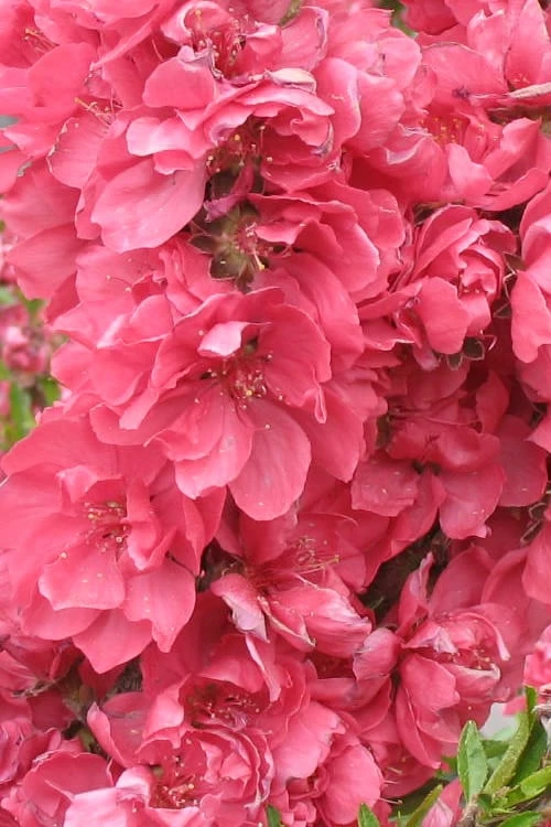 Bonanza Dwarf Patio Peach Tree - 3 Gallon Pot - Image 4