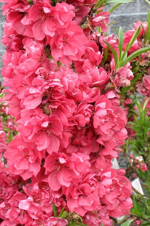 Bonanza Dwarf Patio Peach Tree - 5 Gallon - Image 7