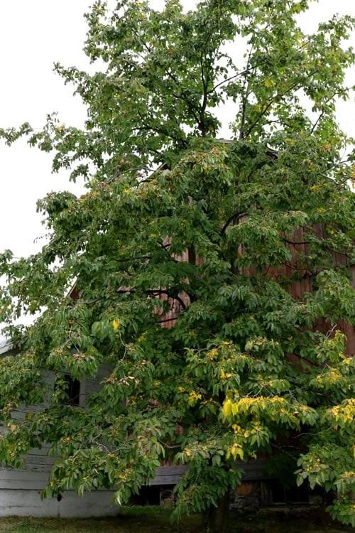 American Persimmon Tree (Diospyros Virginiana) - 1 Gallon Pot - Image 6