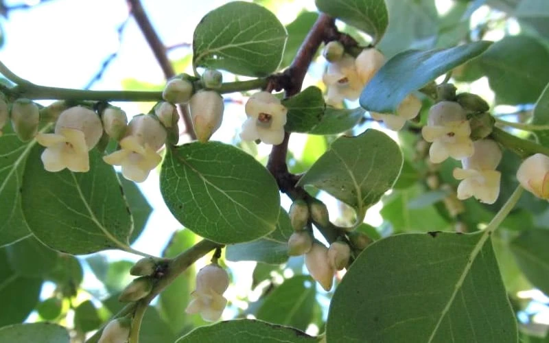 American Persimmon Tree (Diospyros Virginiana) - 1 Gallon Pot - Image 7