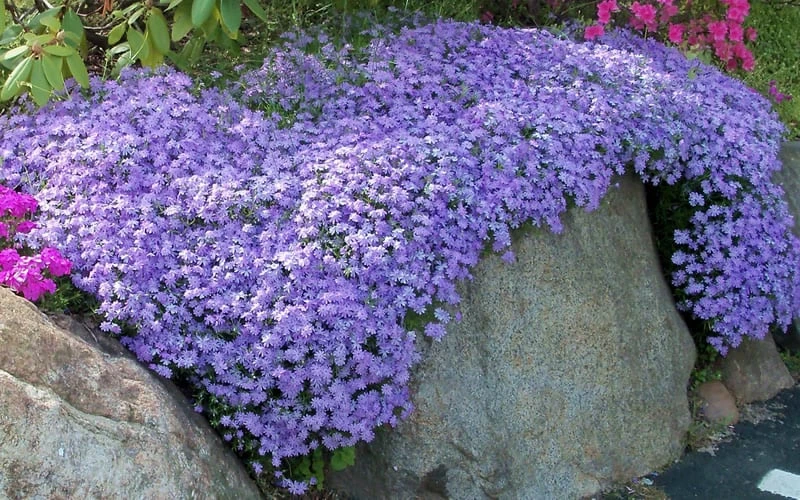 Emerald Cushion Blue Creeping Phlox - 6 Pack Of 1 Gallon Pots - Image 4