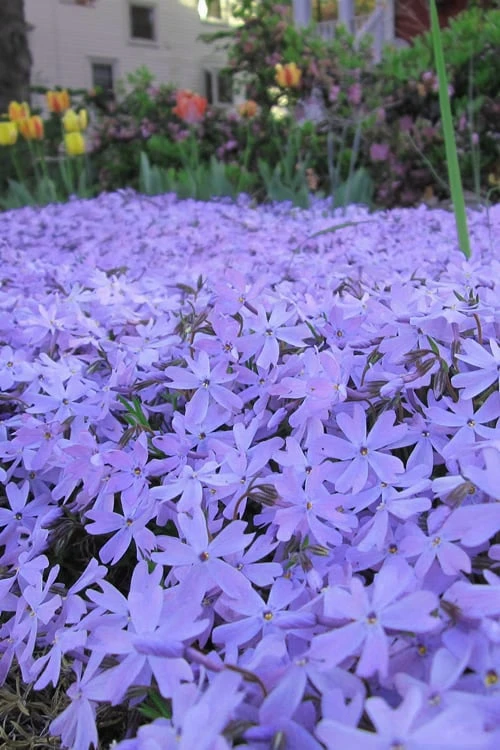 Emerald Cushion Blue Creeping Phlox - 1 Gallon Pot - Image 6
