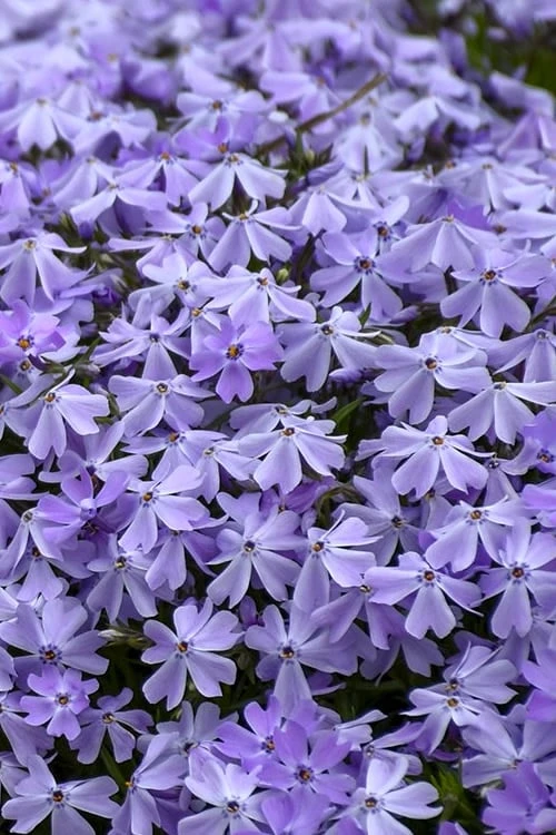 Emerald Cushion Blue Creeping Phlox - 1 Gallon Pot - Image 5
