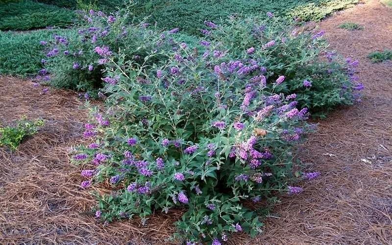 Lo & Behold Blue Chip Dwarf Butterfly Bush - 3 Gallon Pot - Image 8