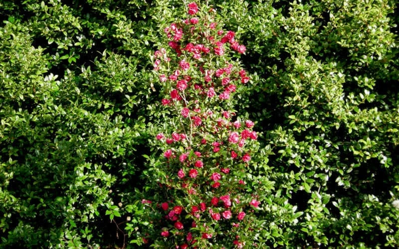 October Magic Rose Camellia - 2 Gallon Pot - Image 5