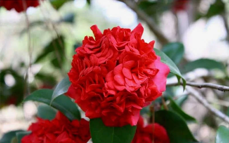 Professor Sargent Camellia Japonica - 7 Gallon Pot (3-4') - Image 6