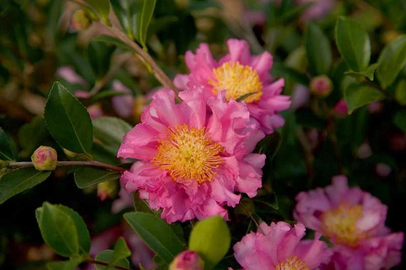 October Magic Carpet Dwarf Camellia - 2 Gallon Pot - Image 4