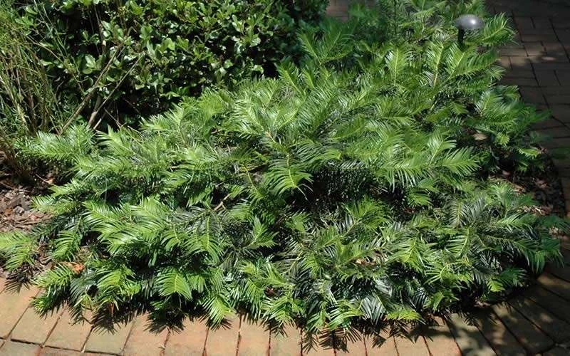 Creeping Japanese Plum Yew (Cephalotaxus Harringtonia 'Prostrata') - 7 Gallon Pot - Image 7