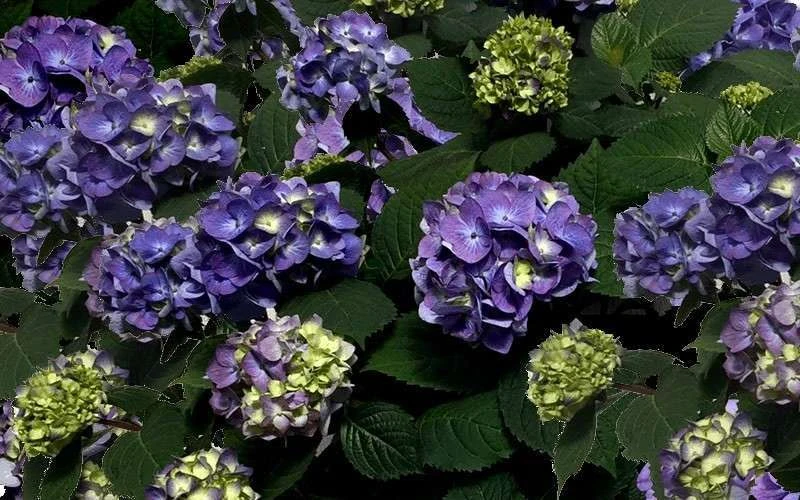 Bloomstruck Endless Summer Hydrangea - 2 Gallon Pot - Image 6