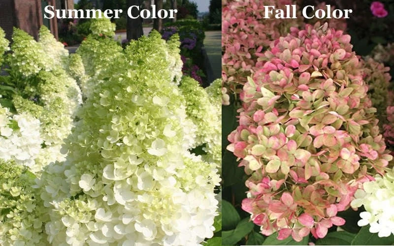 Limelight PeeGee Hydrangea - 1 Gallon Pot - Image 8