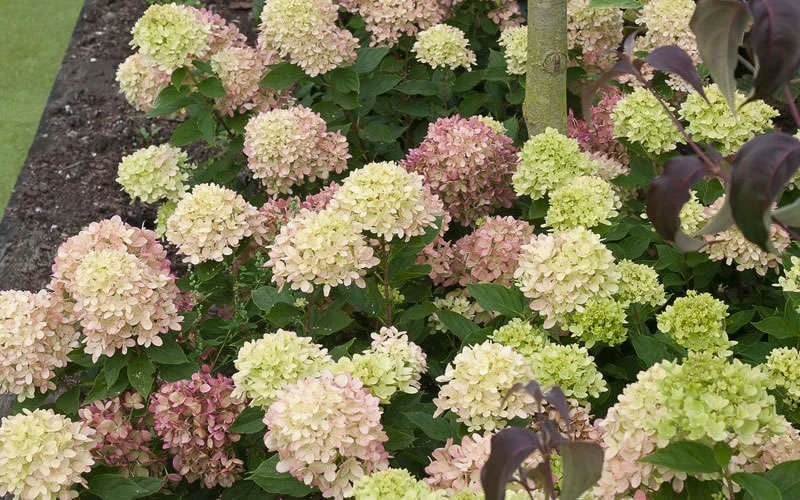 Little Lime Hydrangea - 3 Gallon Pot - Image 6