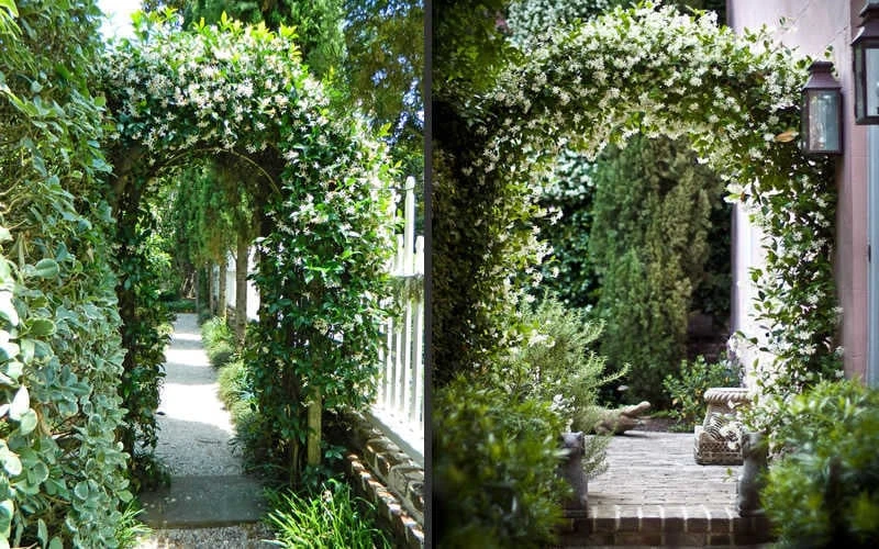 Confederate Jasmine Vine (Trachelospermum Jasminoides) - 2 Gallon Pot - Image 7