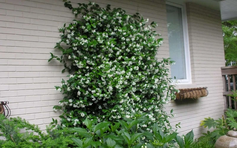 Confederate Jasmine Vine (Trachelospermum Jasminoides) - 2 Gallon Pot - Image 8