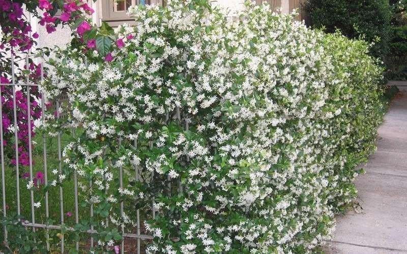 Confederate Jasmine Vine (Trachelospermum Jasminoides) - 2 Gallon Pot - Image 9