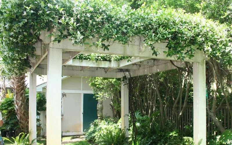 Confederate Jasmine Vine (Trachelospermum Jasminoides) - 2 Gallon Pot - Image 10