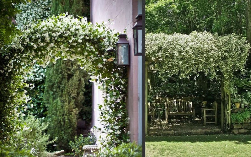 Madison Confederate Jasmine - 3 Gallon Pot - Image 5