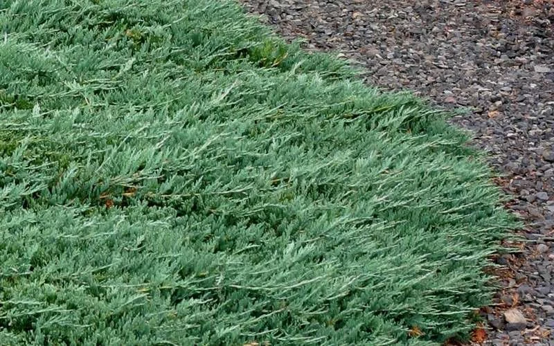 Blue Rug Juniper - 3 Gallon Pot - Image 7