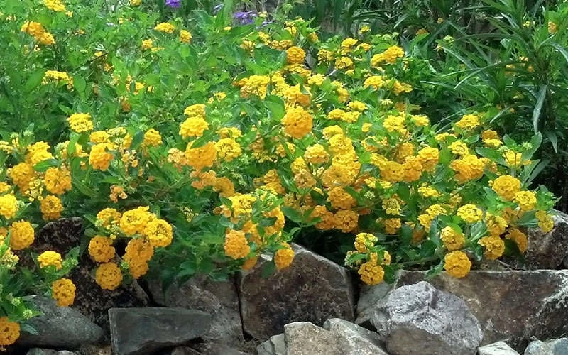 New Gold Hardy Lantana - 5 Pack Of Pint Pots - Image 6