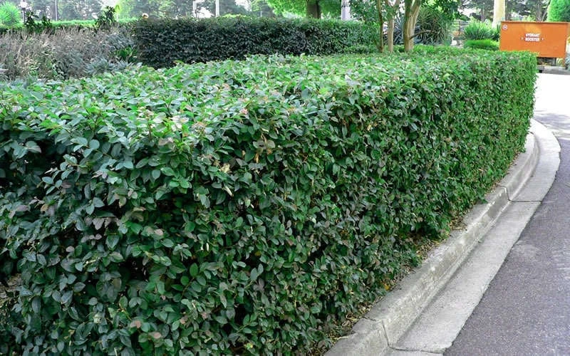 Emerald Snow Loropetalum (Chinese Fringeflower) - 2 Gallon Pot - Image 7