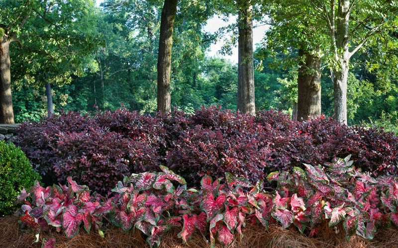 Purple Diamond Loropetalum - 1 Gallon Pot - Image 5