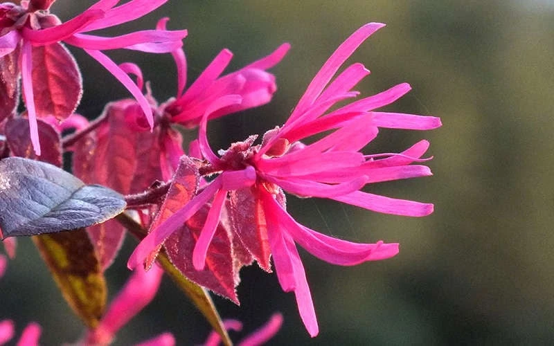 Purple Pixie Loropetalum - 2 Gallon Pot - Image 7