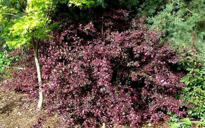 Red Diamond Loropetalum - 7 Gallon Pot - Image 4