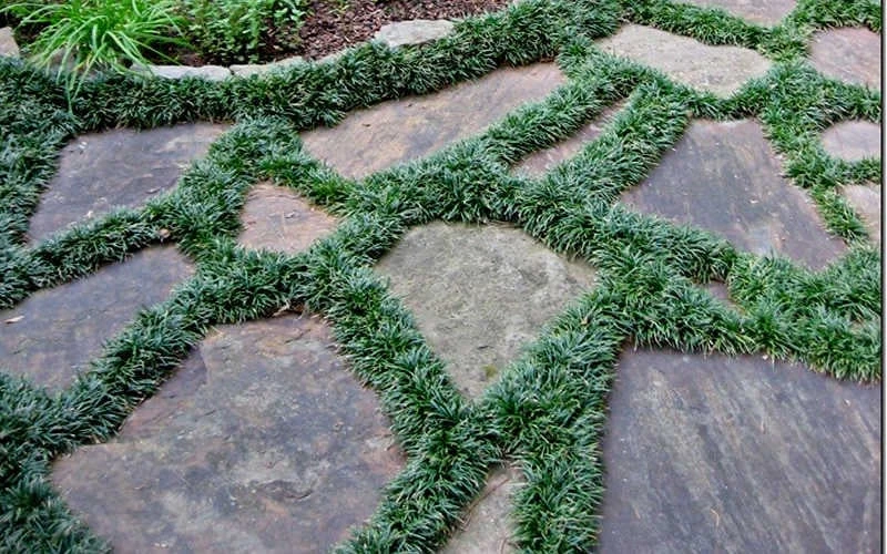 Dwarf Mondo Grass - 18 Count Flat Of Pint Pots - Image 6