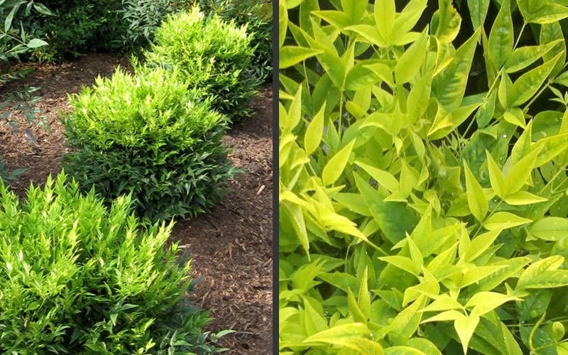 Lemon Lime Nandina - 2 Gallon Pot - Image 6