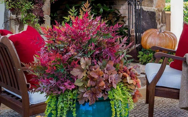 Obsession Nandina - 1 Gallon Pot - Image 4