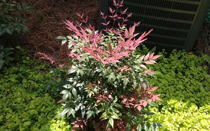 Obsession Nandina - 1 Gallon Pot - Image 6