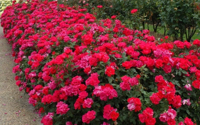 Original Red Knock Out Rose - 3 Gallon Pot - Image 5