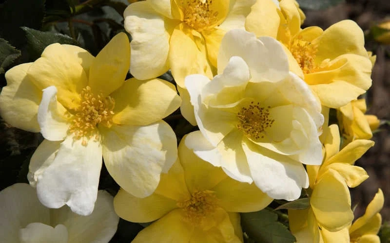 Sunny Yellow Knock Out Rose - 2 Gallon Pot - Image 4