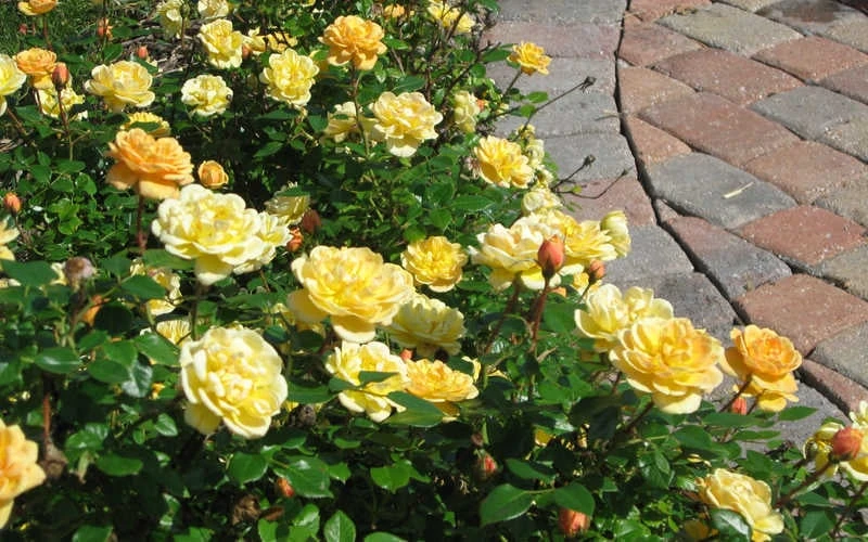 Sunrosa Yellow Dwarf Shrub Rose - 1 Gallon Pot - Image 4