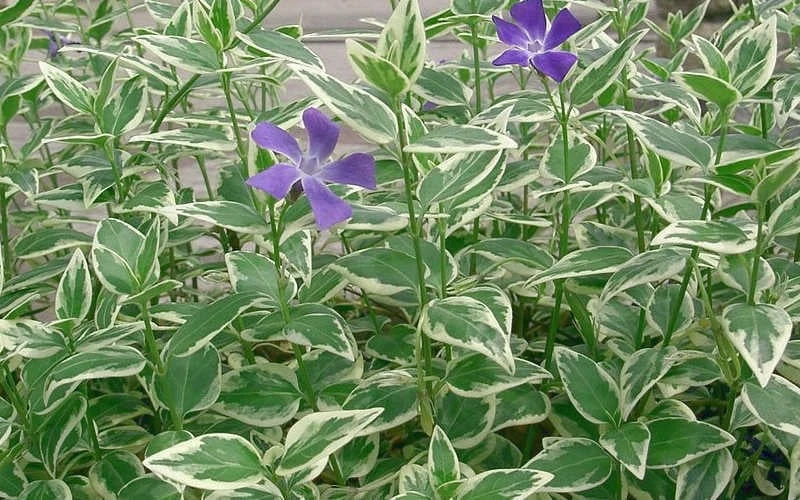 Variegated Bigleaf Periwinkle - Vinca Major 'Variegata' - 10 Pack Of Pint Pots - Image 6